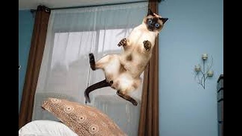 Cat jumping CATS will make you LAUGH YOUR HEAD OFF #viralshort #cats #shorts