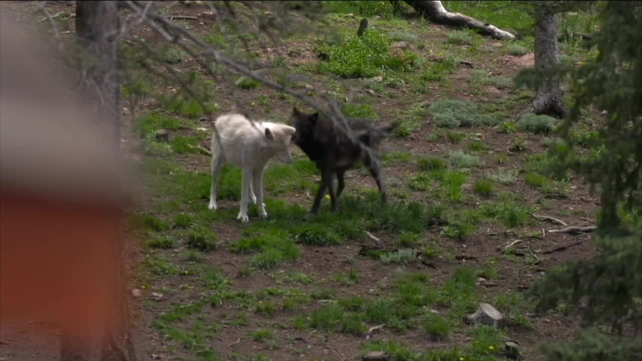 Vote expected today on wolf reintroduction plan