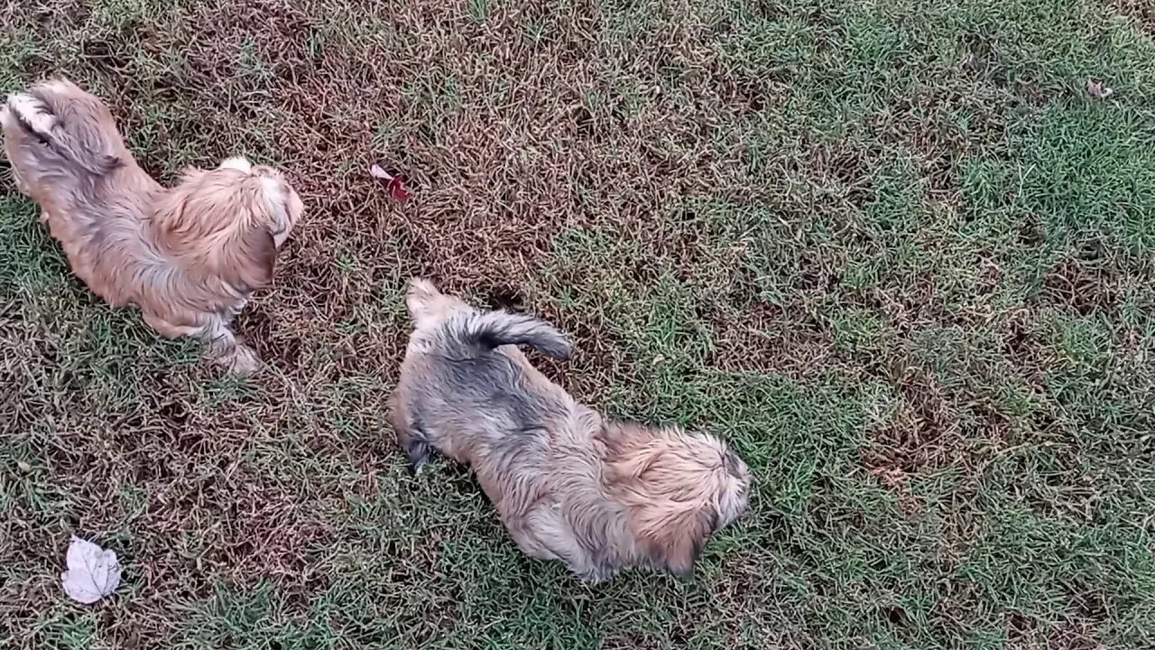 J Litter -Outside Playtime(2)