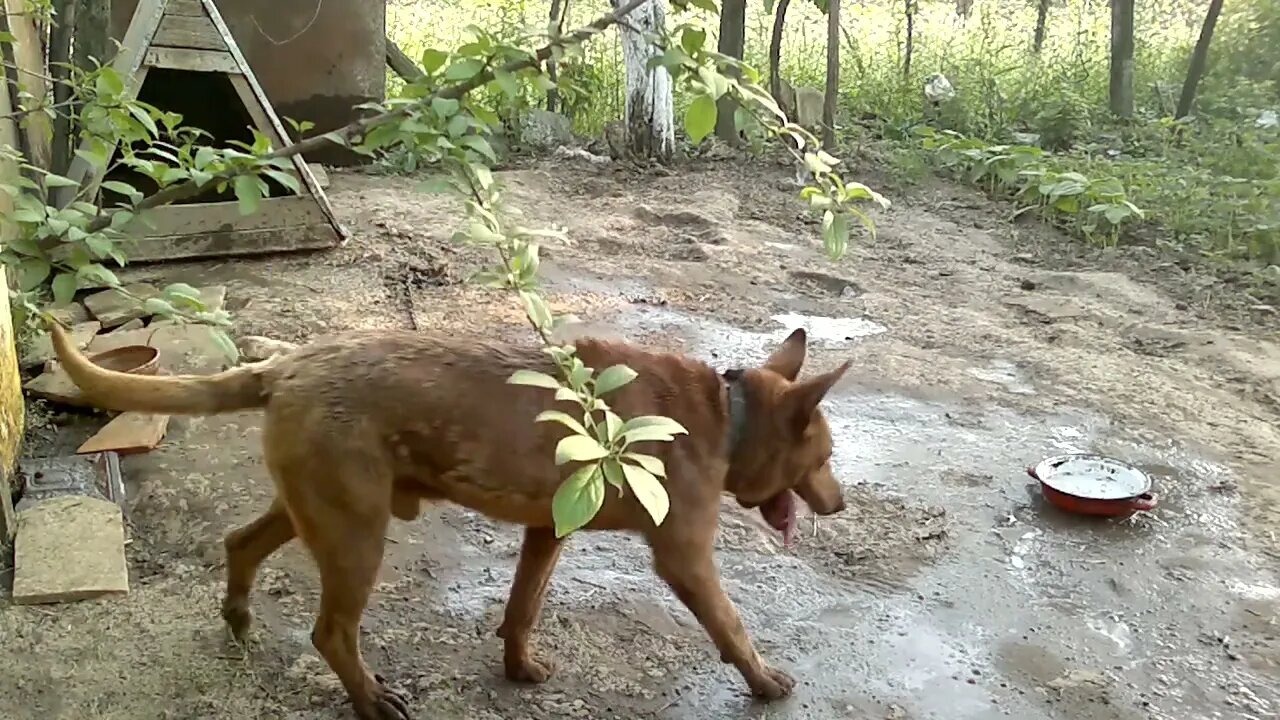 In memoriam - cățelul Bruno - un munte de iubire, exceptional