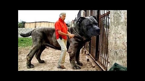 TOP 10 ILLEGAL DOG BREEDS