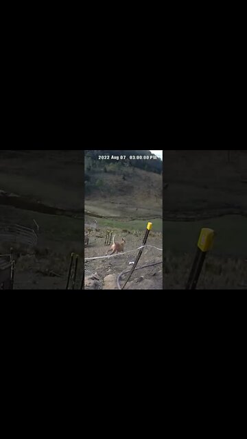 Watch dog going to investigate