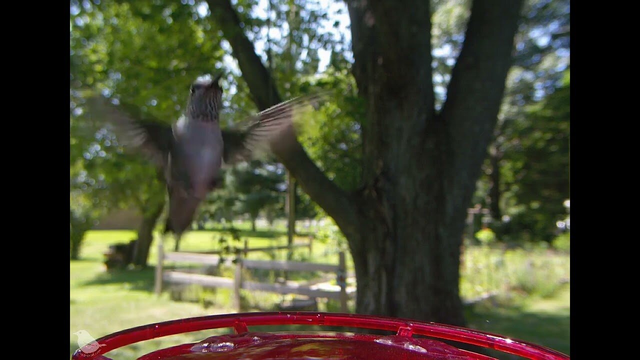 A teenage hummingbird