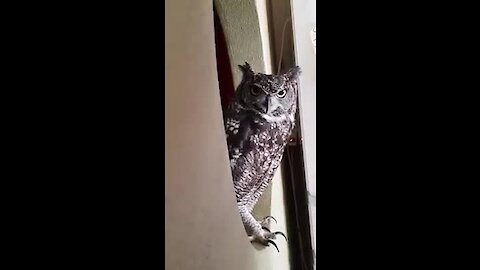Amazing pet owl sings along with its owner