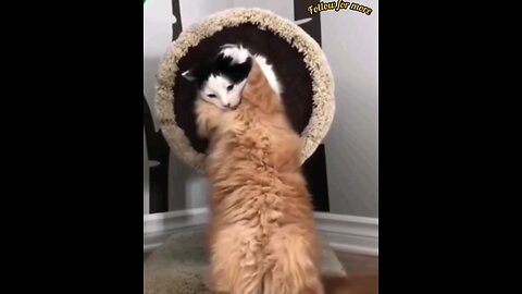 How hard the other cat pulled out🤣 trending video