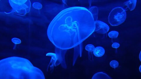 Jellyfish in Water