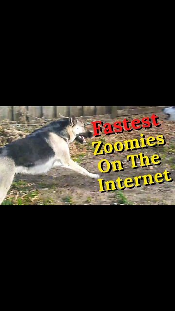 Zoomie Ninja Dog | Husky+Shepherd Mix