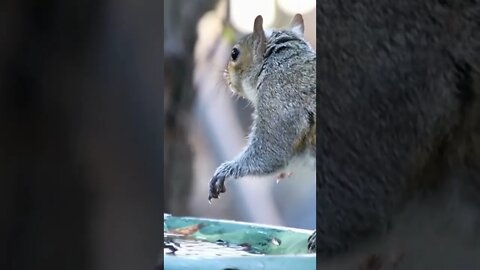 This is Why squirrels are Going Viral