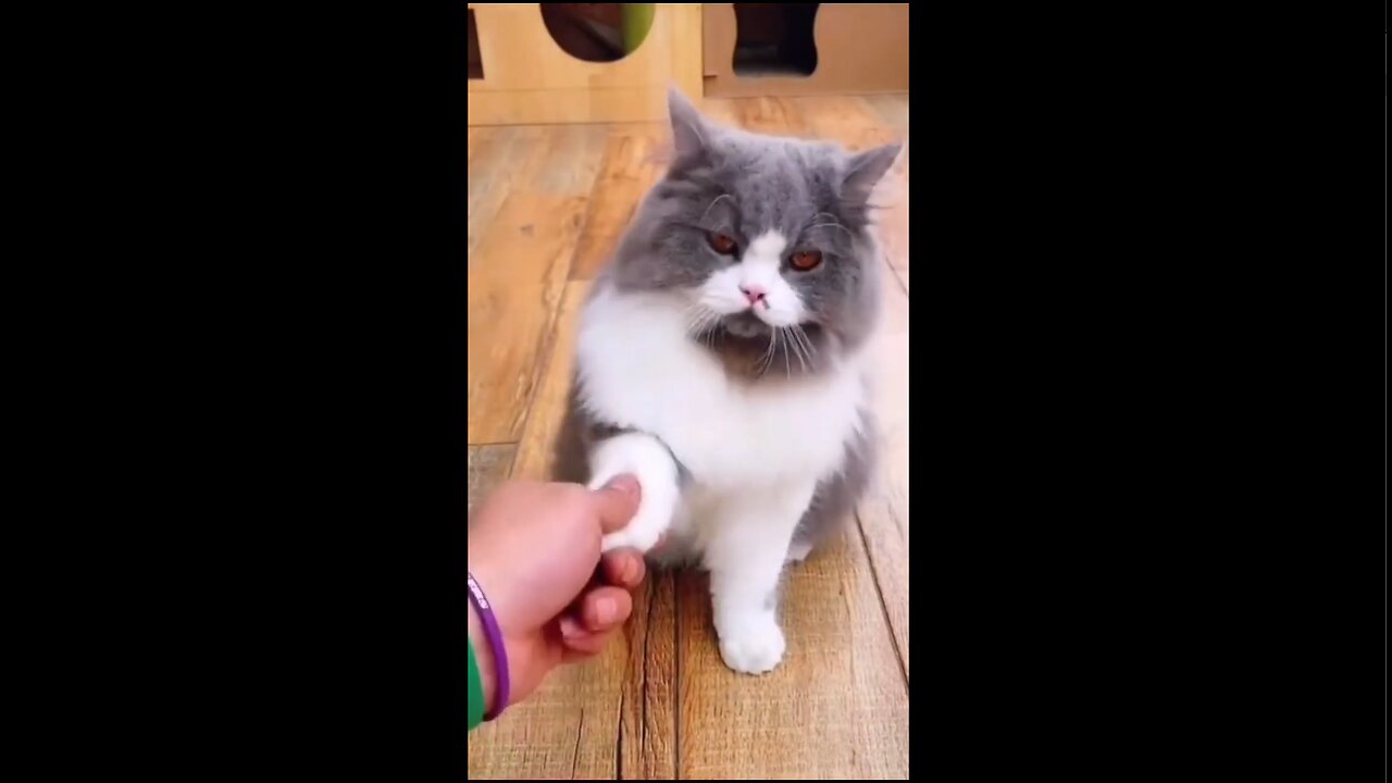 Cute cat handshake