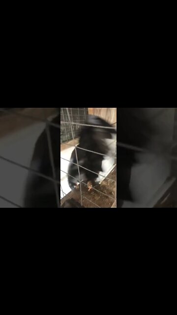 5/8 Albany 3/8 Albany