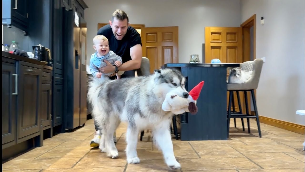 Adorable Baby Boy Can't Stop Laughing At Dog! (Cutest Ever!!)