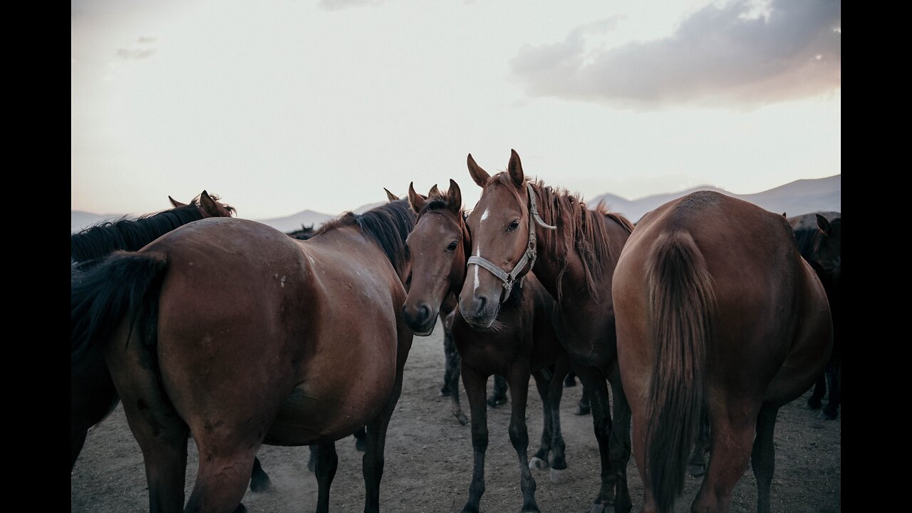 HORSES IN FOG