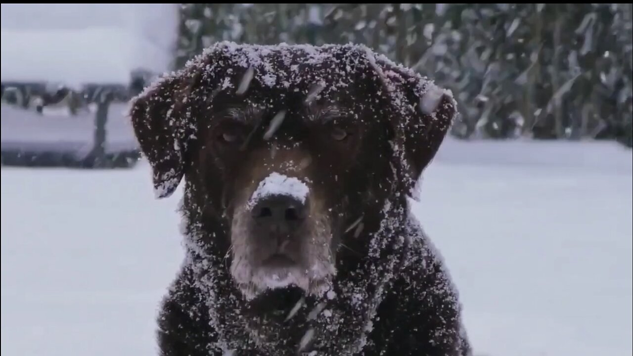 Winter animals: cute British Labrador Retriever dog in the snow in Siberia