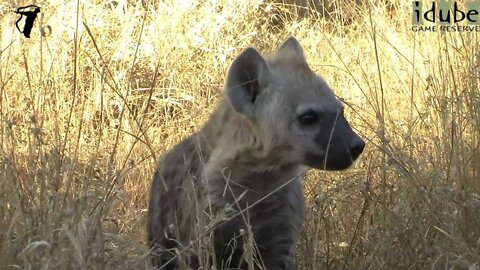 Sweet Hyena Cubs At Their Den