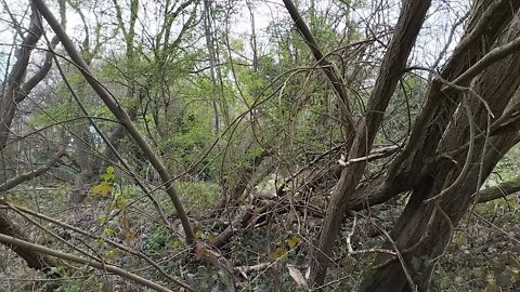 relaxing sound of nature 🎧 Thornton Heath Pond