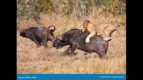 ANIMAL FIGHT - LIONS ATTACK BUFFALO WITH THE OWNERS