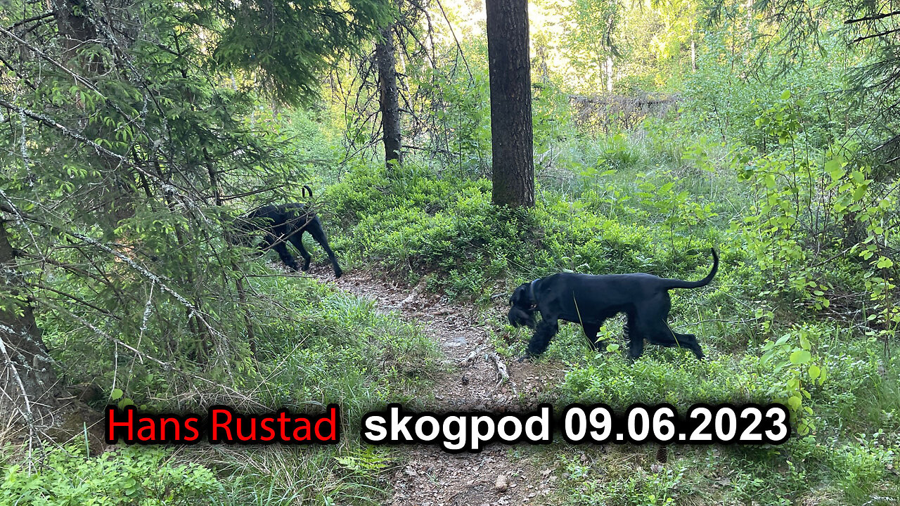 Skogpod 9. juni 2023