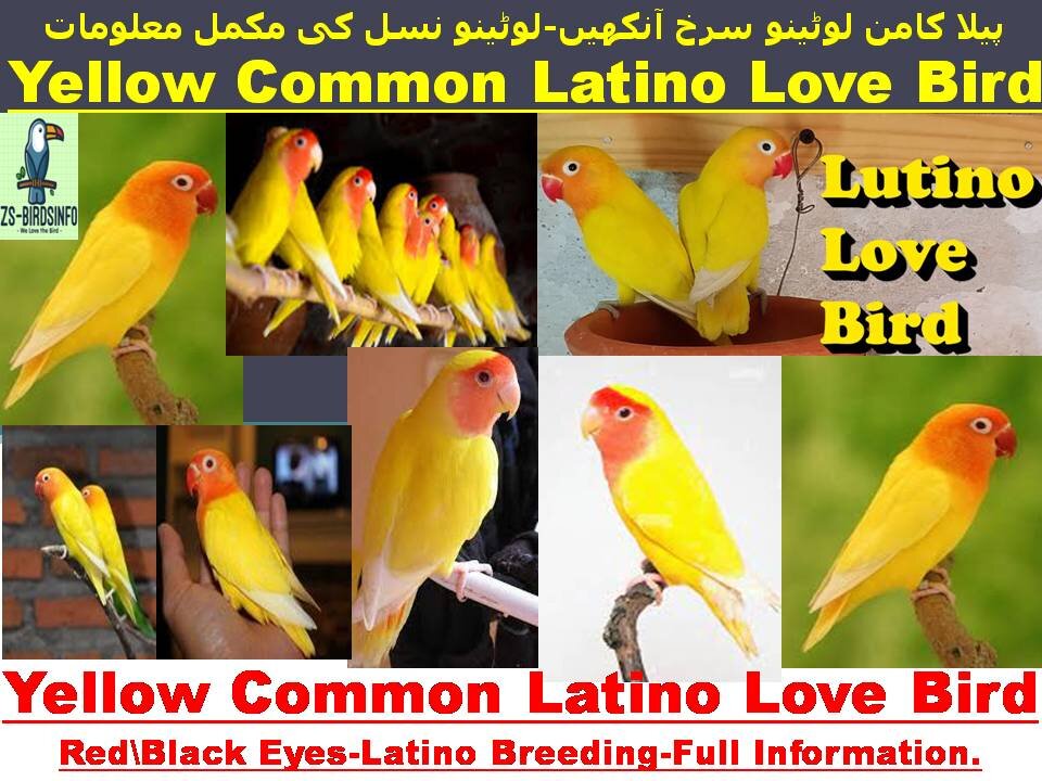 Yellow Common Latino Love Bird Breeding-Full Infoپیلا کامن لوٹینو سرخ آنکھیں- نسل کی مکمل معلومات