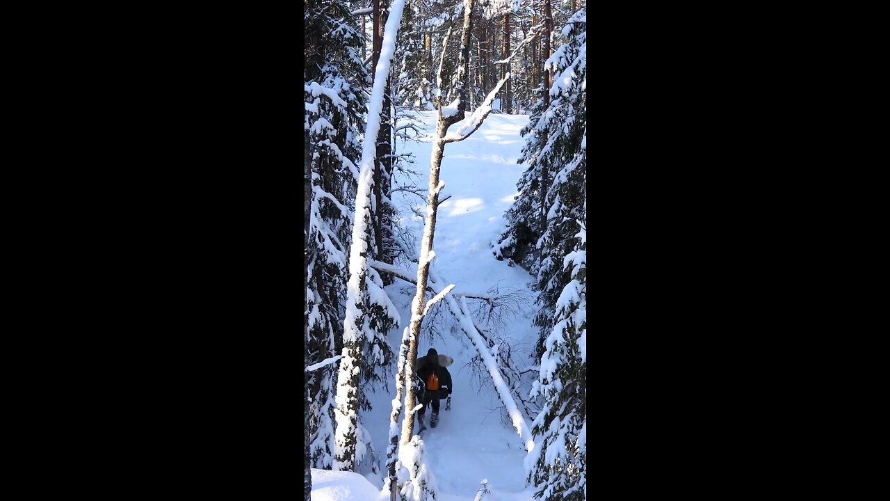 Building a teepee deep in the winter forest