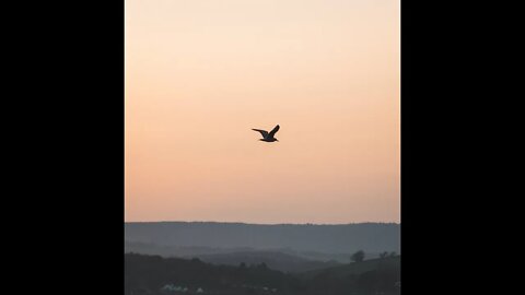 Relax Relaxing Water Sounds of nature Study sleep meditation Sounds of water Bird song.