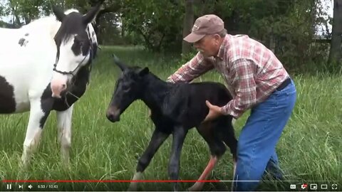 Foal Rejection Explained - Humans Interfering With Birth & Bonding Of Horses