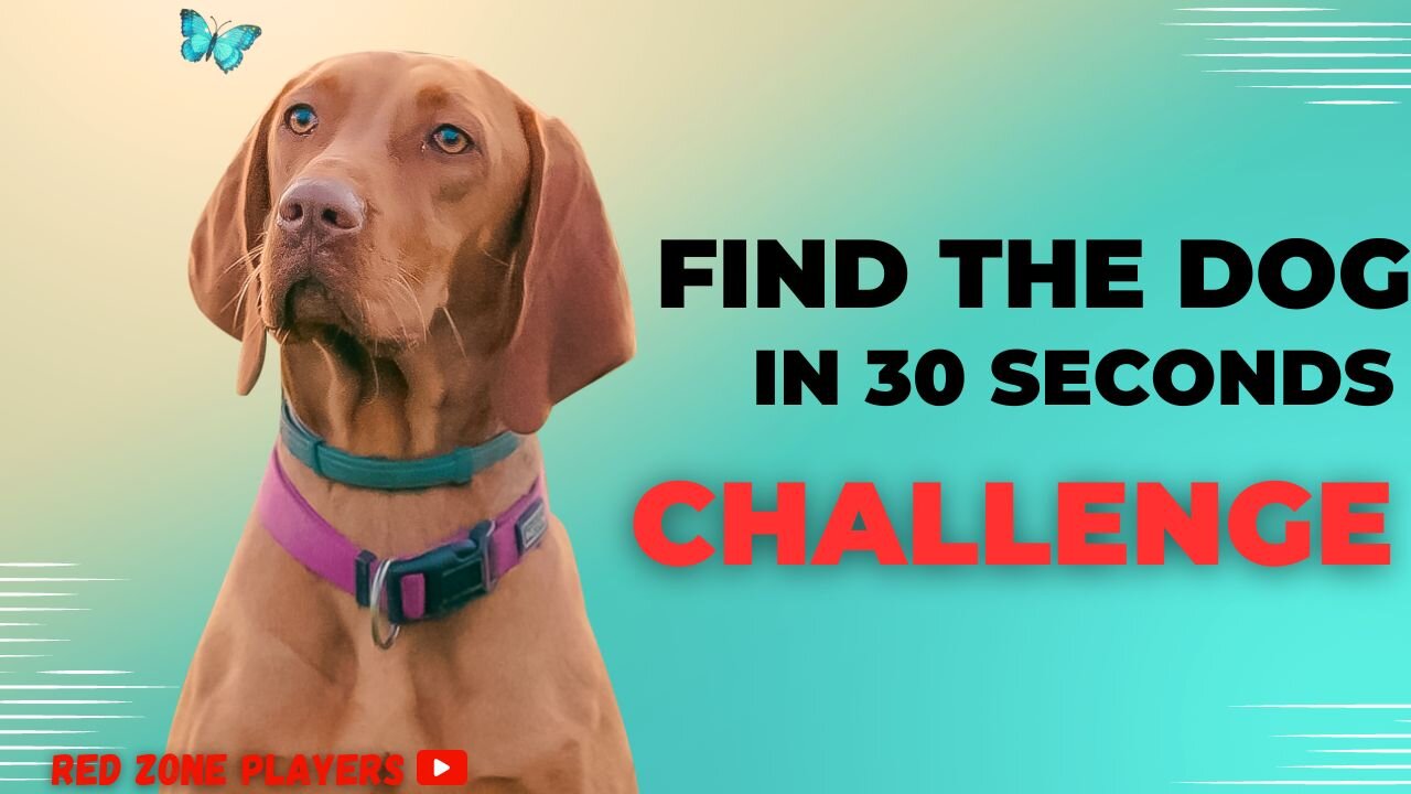 Find the dog in 30 seconds challenge