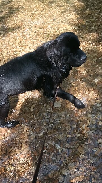 Newfoundland in the river