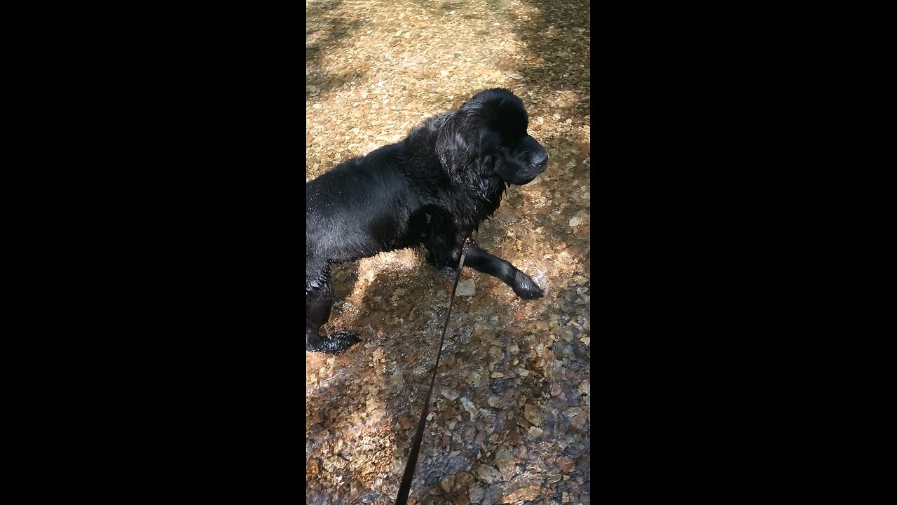 Newfoundland in the river