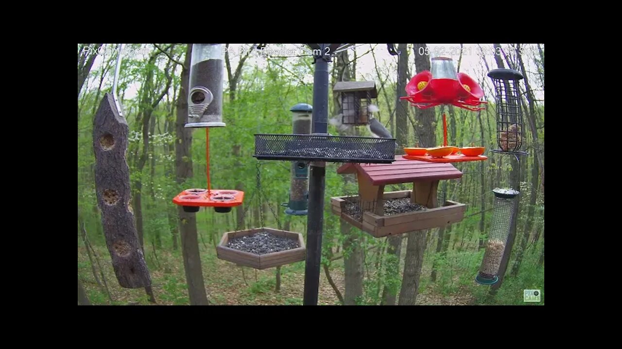 Tufted titmouse takes a lot of fur!