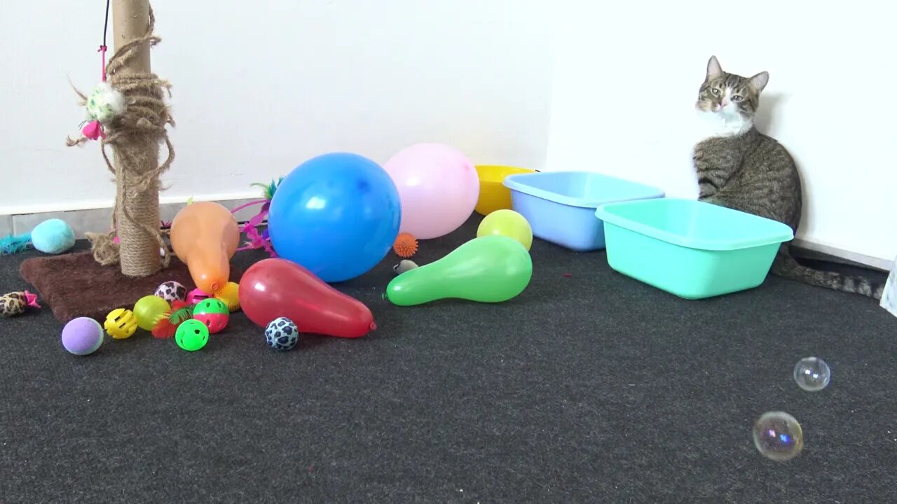 Funny Cat Is Curious about Soap Bubbles