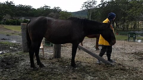 The day before foaling - she foaled overnight - a pregnancy that lasted over 12 months 18/6/2018