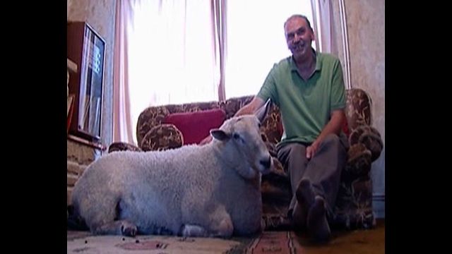 Man Lives With Sheep