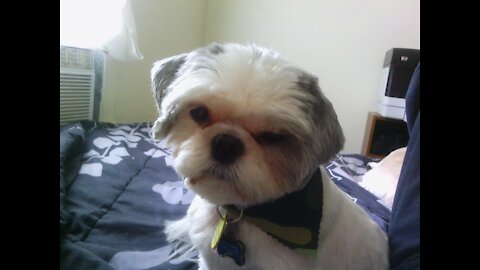 Goodbye Buddy Holly 2011-2021