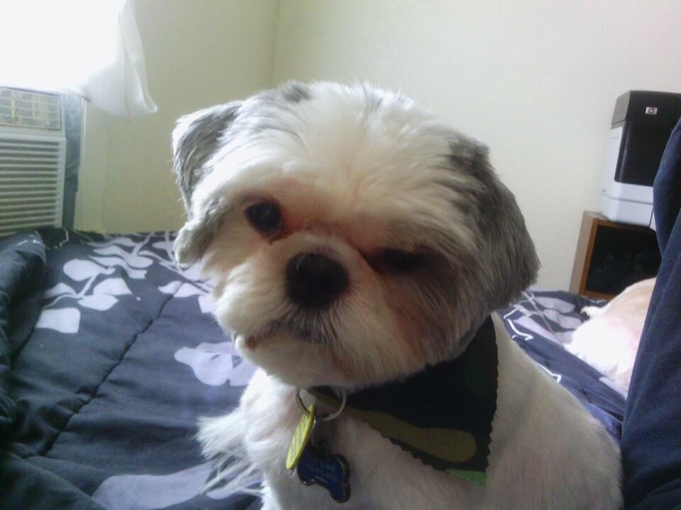 Goodbye Buddy Holly 2011-2021
