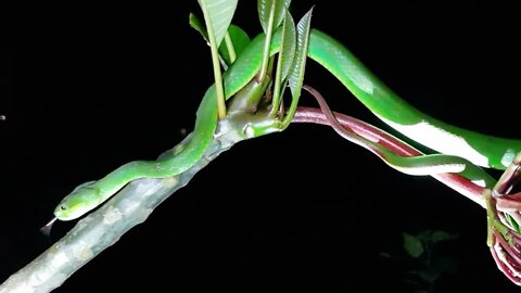 Venomous Snakes - Stunningly Beautiful Green Pit Viper #venom #snake