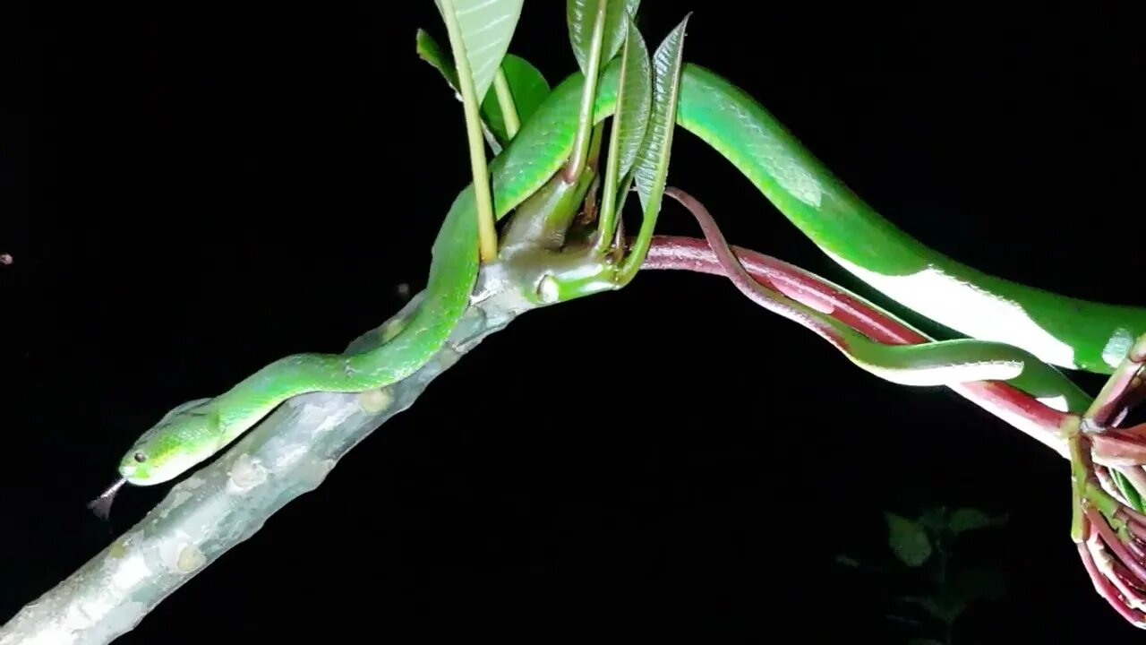 Venomous Snakes - Stunningly Beautiful Green Pit Viper #venom #snake