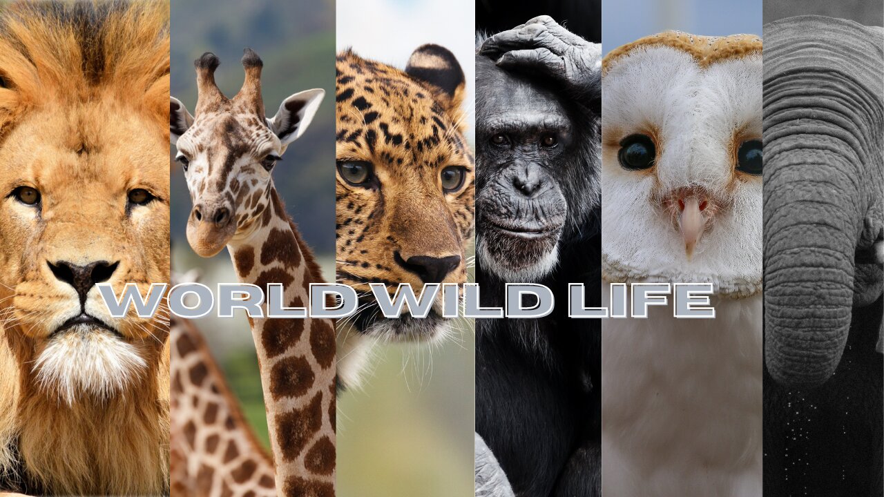 WORLD WILD LIFE3