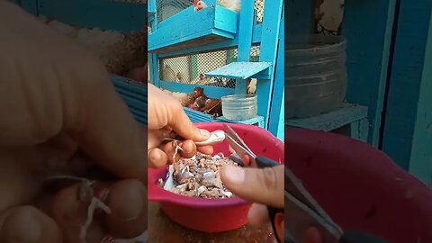 فوائد السمك في انتاج البيض #دجاج #chicken