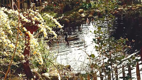 Down at the pond | Ducks having a natter | 30fps