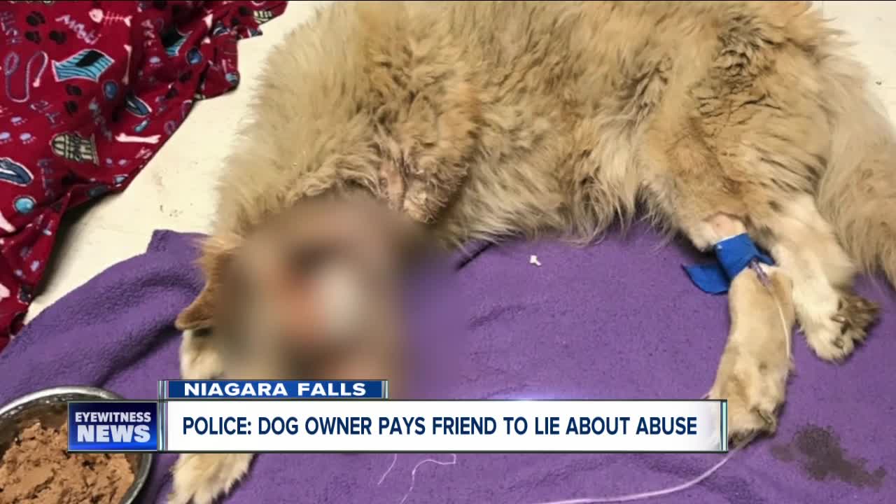 Dog owner brides friend to lie about dog abuse