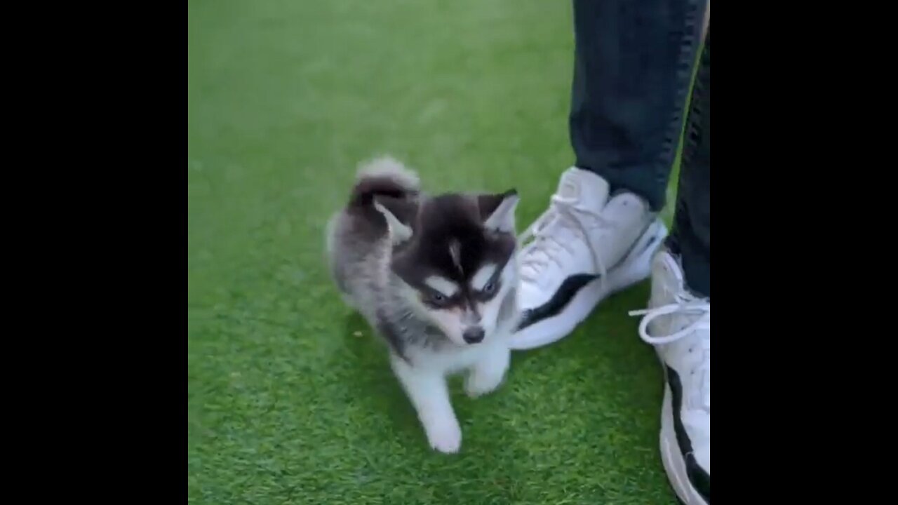 Teacup Husky Cute Puppy