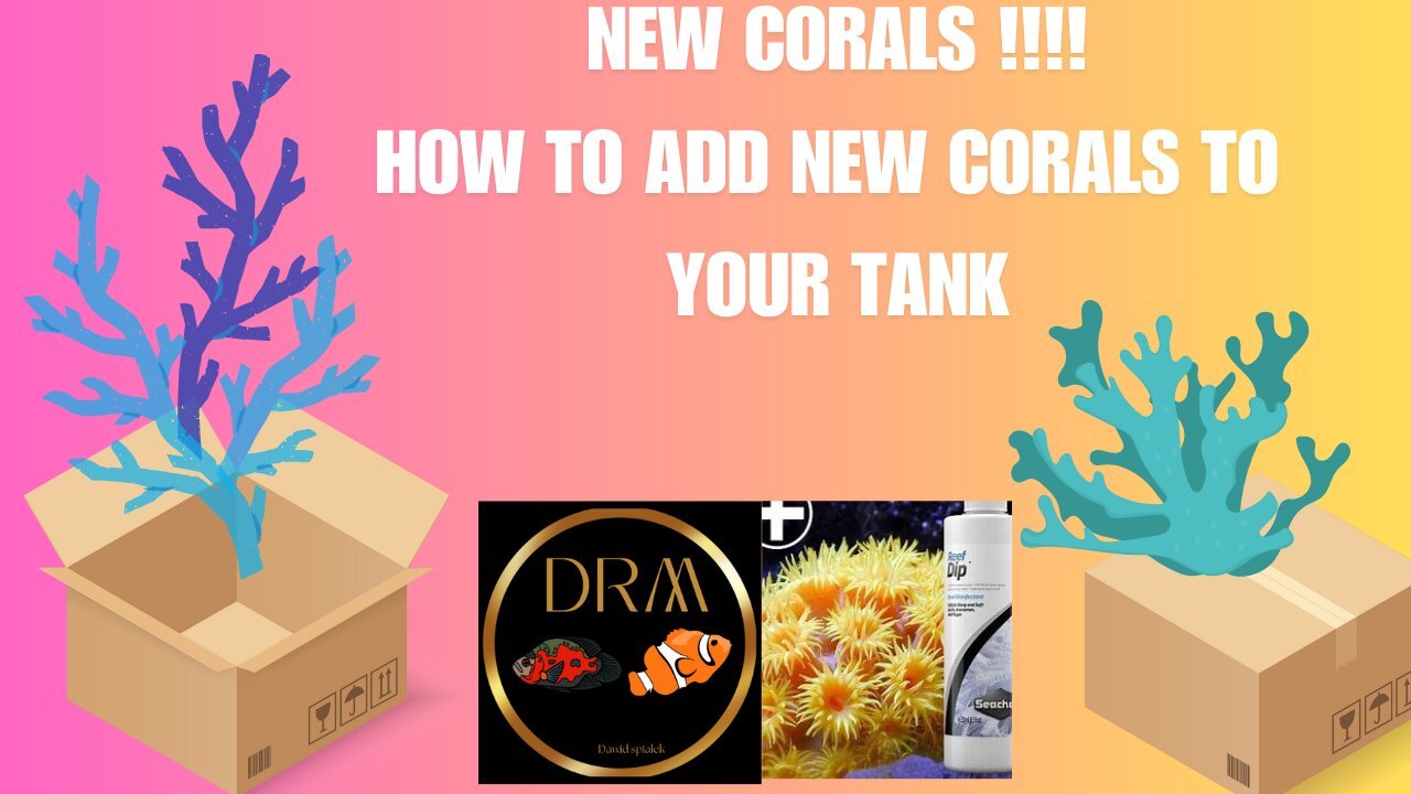Adding New Corals to My Marine Fish Tank - Step by Step Guide