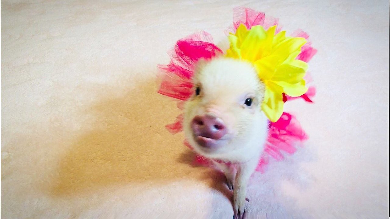 Aspiring Pig Ballerina