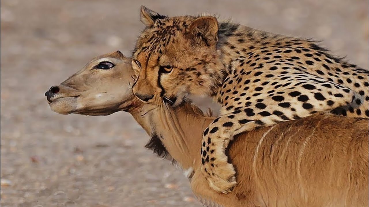 Impala Miraculously Escapes Jaws Of Leopard | The Hunt | BBC Earth