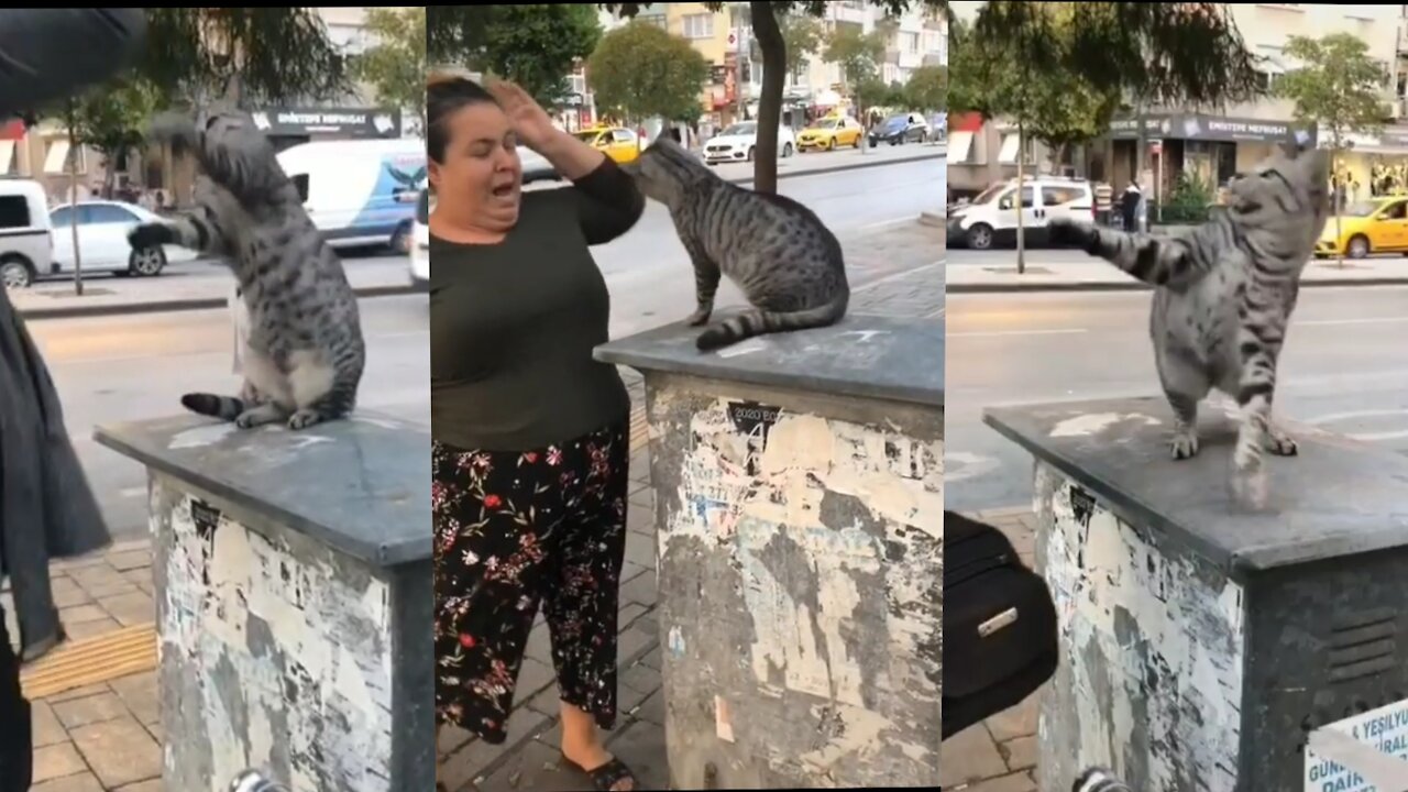 Angry cat 🤣🤣🤣 just watch (fight with people)