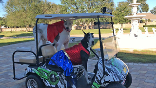 Funny Super Hero Great Dane Get Ready for Trick or Treating