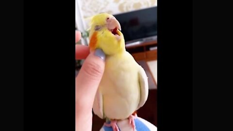 parrot, petsontiktok, pet, funnyvideo, original sound, - #Parrot 2021