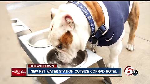 Butler's mascot, Trip, takes inaugural sip at Conrad Hotel