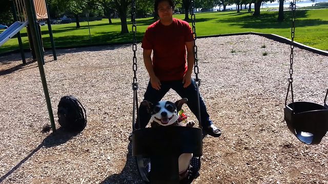 Swing Loving Chihuahua