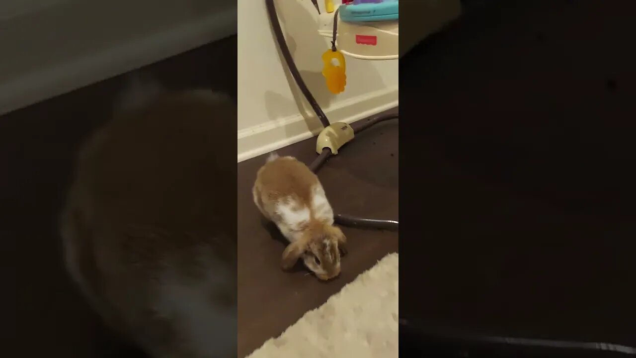 Bunny Fun